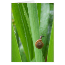 Cartão de nota de escalada do caracol de jardim