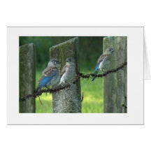 Cartão de nota do Bluebird