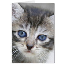 Cartão de nota do gatinho
