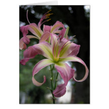 Cartão de nota do hemerocallis