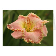 Cartão de nota do hemerocallis