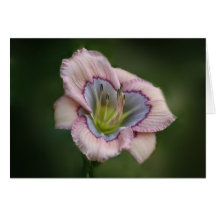 Cartão de nota do hemerocallis