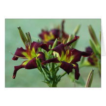 Cartão de nota do hemerocallis