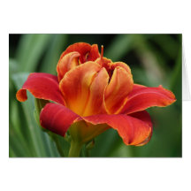Cartão de nota do hemerocallis