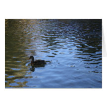Cartão de nota solitário do pato - vazio para dent