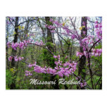 Cartão de Redbud Missouri Cartões Postais