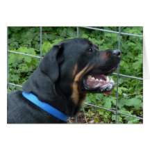 Cartão de Rottweiler "Apollo"