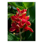 Cartão de simpatia floral postais