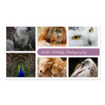Cartão de visita da fotografia dos animais selvage cartões-de-visita
