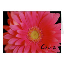 Cartão do amor da margarida do Gerbera