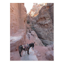 Cartão do asno de PETRA Cartao Postal