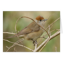 Cartão do Blackcap