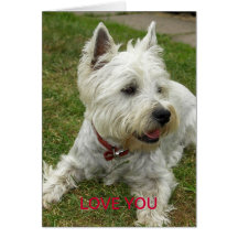 Cartão do cão de Westie