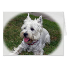 Cartão do cão de Westie