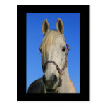 Cartão do cavalo branco cartão postal