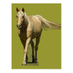 Cartão do cavalo do Palomino Cartões Postais