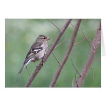 Cartão do Chaffinch