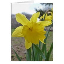 cartão do daffodil
