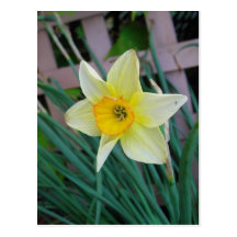 Cartão do Daffodil Cartões Postais