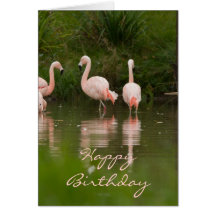 Cartão do feliz aniversario do flamingo