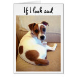 Cartão do filhote de cachorro de Jack Russell Terr