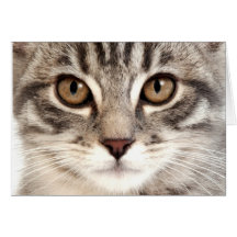 Cartão do gatinho do gato malhado