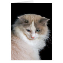 Cartão do gato #1824 de Ragdoll