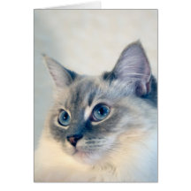 Cartão do gato #2018 de Ragdoll