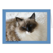 Cartão do gato de Ragdoll