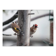 Cartão do Goldfinch
