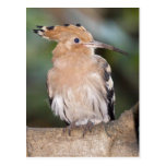 Cartão do Hoopoe Cartões Postais