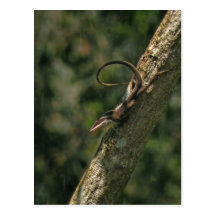 Cartão do lagarto de Carolina Anole Cartao Postal