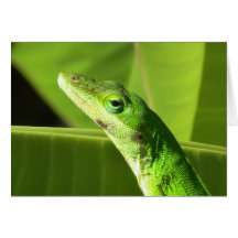 Cartão do lagarto verde (Anole)
