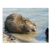 Cartão do Muskrat Cartao Postal