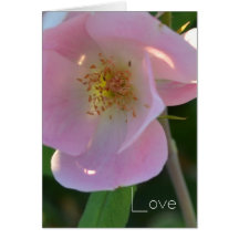 Cartão do rosa cor-de-rosa e branco
