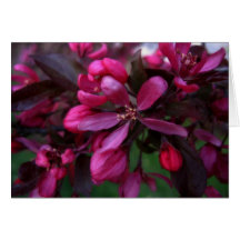 Cartão do roxo do primavera