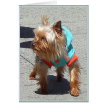 Cartão do yorkshire terrier