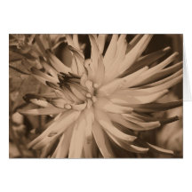 Cartão envelhecido da fotografia da flor da dália 