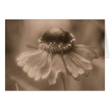 Cartão envelhecido da fotografia da flor da margar