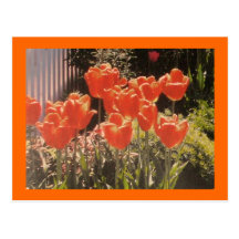 Cartão grande das tulipas cartões postais
