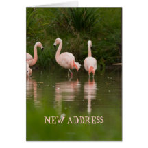 Cartão novo do endereço dos flamingos