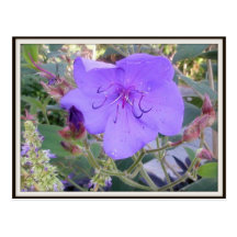 Cartão roxo da flor cartões postais