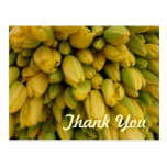 CARTÃO - tulipas amarelas - obrigado Cartão Postal