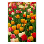 Cartão vazio das tulipas 5