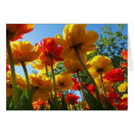Cartão vazio das tulipas 8