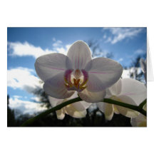 Cartão vazio, flor da orquídea