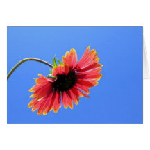 Cartão vermelho da flor