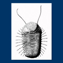 Carteira de Trilobite posters