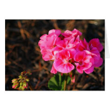 Cartões da flor
