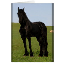 Cartões do cavalo do frisão